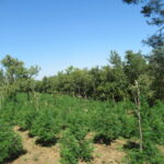 Плантация с канабис, село Слатино