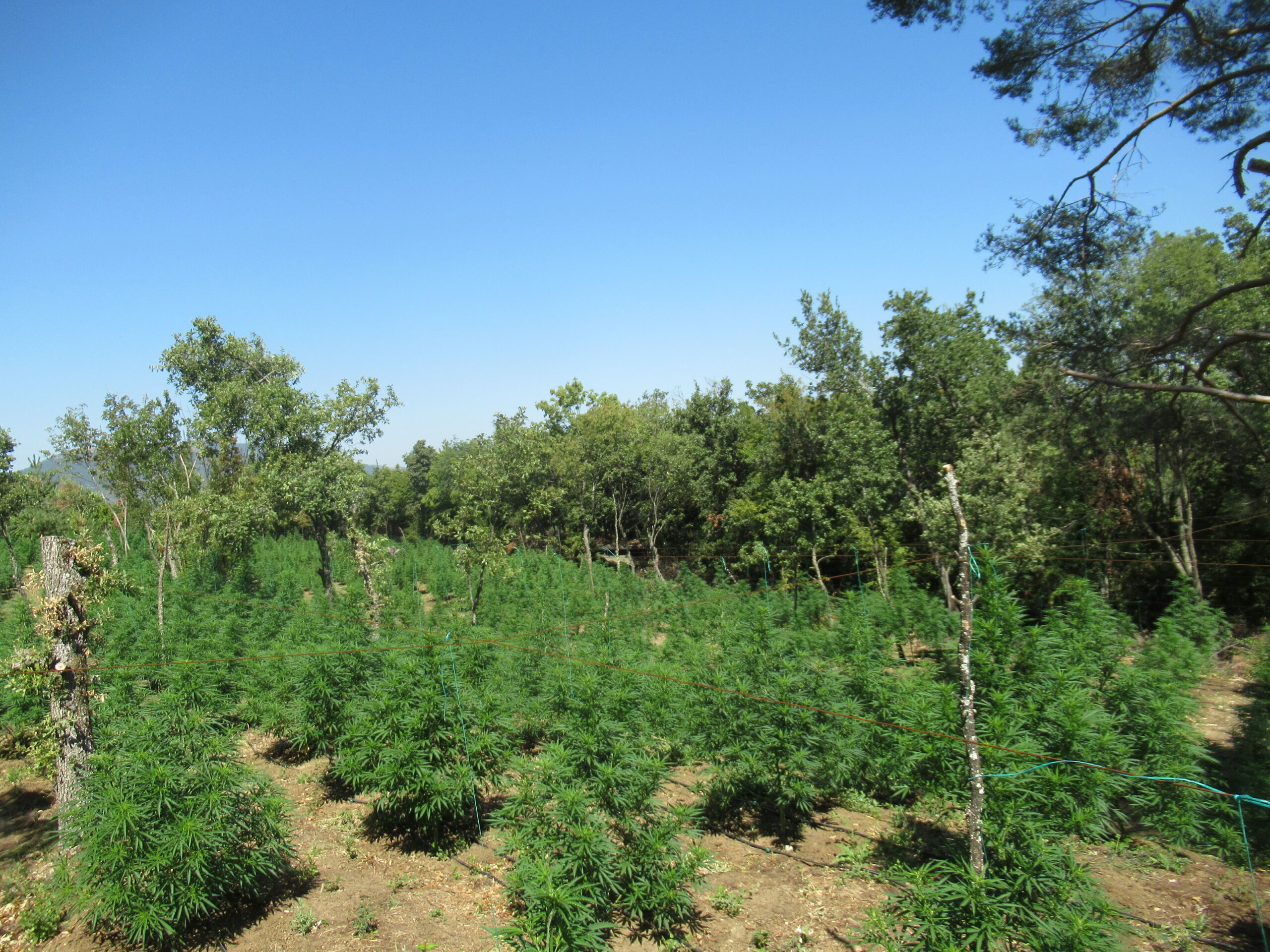 Общо 148 растения канабис с общо тегло 296 килограма са