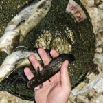 Проверка в Дунав