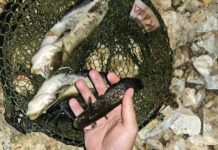 Проверка в Дунав