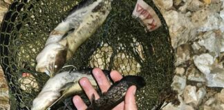 Проверка в Дунав