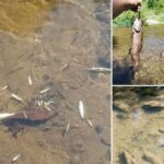 Мъртва риба в река Черни Осъм