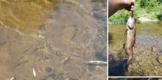 Мъртва риба в река Черни Осъм