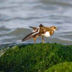 Водораслите