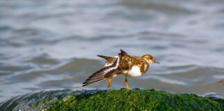 Водораслите