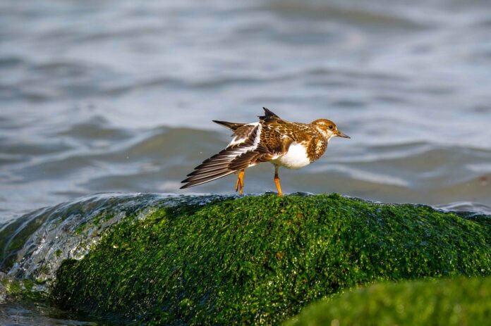 Водораслите