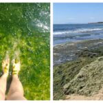 Водорасли по плажовете в България през месец август