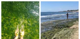 Водорасли по плажовете в България през месец август