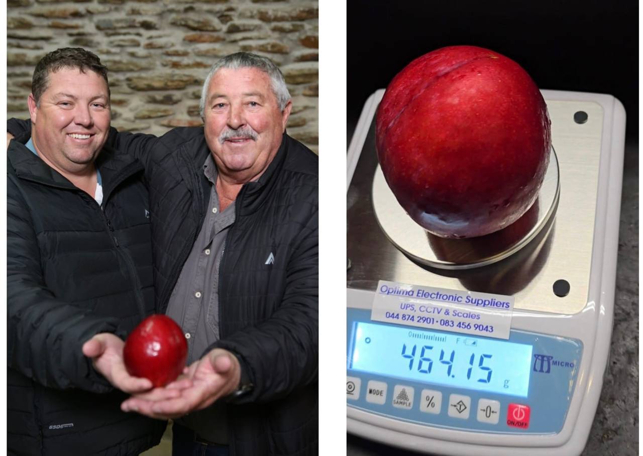 Южноафриканските фермери Дийн и Деон Барнард са отгледали най тежката слива