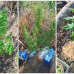 Канабис край бургаските солници