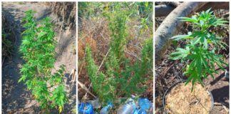 Канабис край бургаските солници