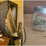 Канабис във Владая