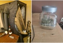 Канабис във Владая