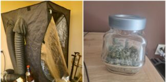 Канабис във Владая