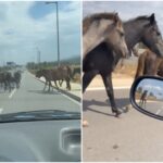 Коне по околовръстното в София между Младост и Панчарево