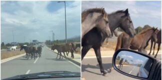Коне по околовръстното в София между Младост и Панчарево