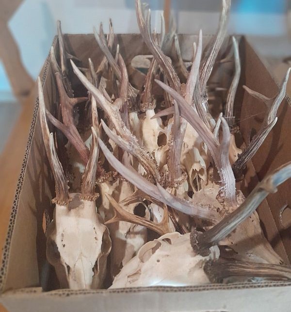 Инспектори от задържаха 31 броя нерегистрирани ловни трофеи от сръндак