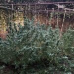 Марихуаната