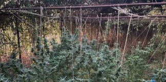 Марихуаната