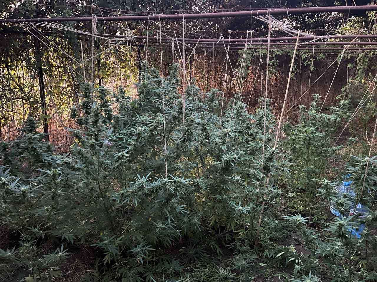 Криминалисти от сектор Наркотици в СДВР предприели оперативни действия във