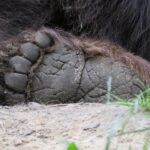 Лапа на мечка