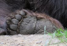 Лапа на мечка