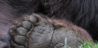 Лапа на мечка