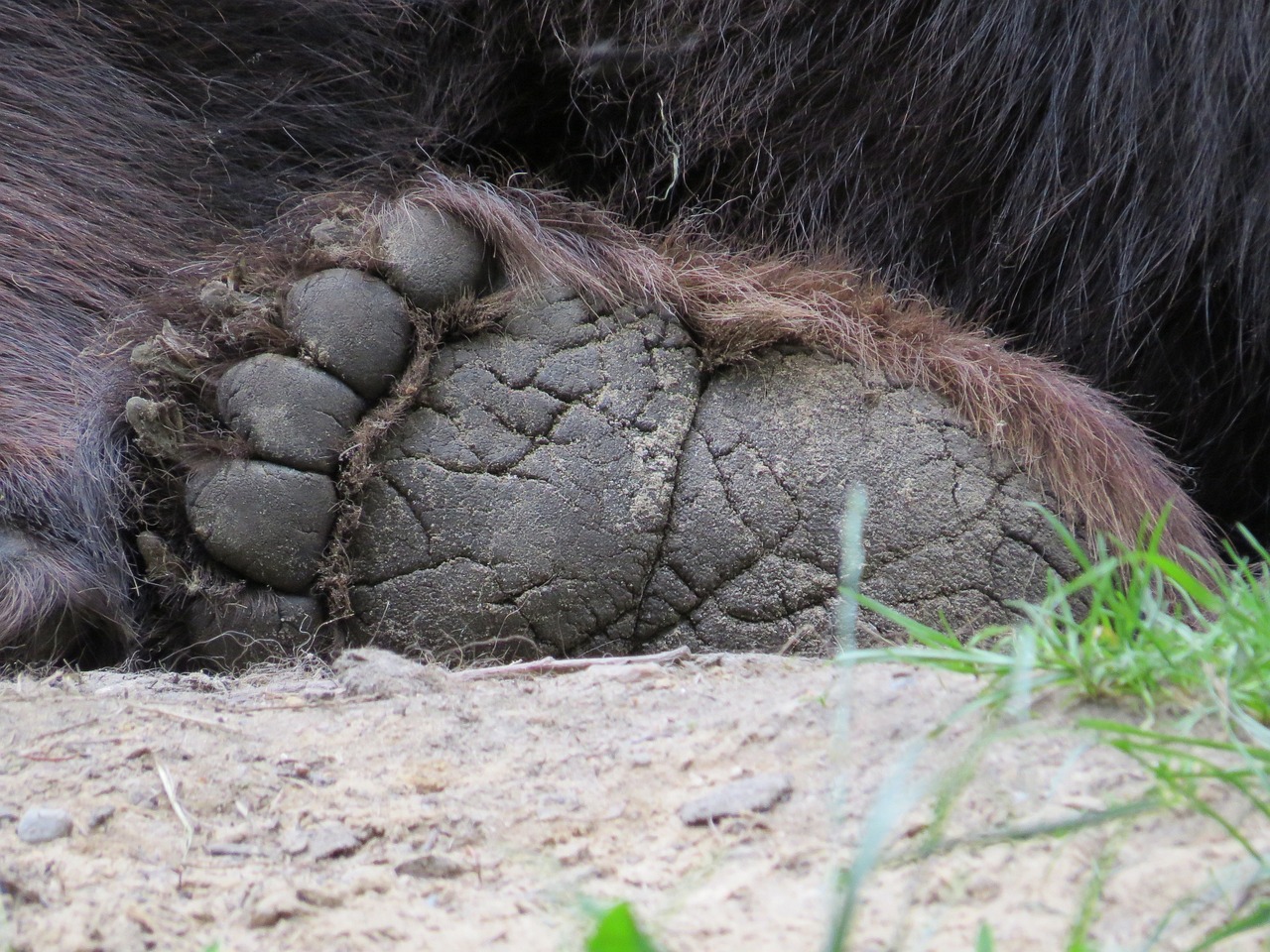 Сигнал от парков служител за открит труп на мечка на
