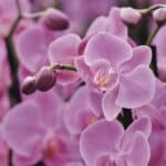 Орхидеите