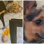 Питбул уби малко куче в Бургас