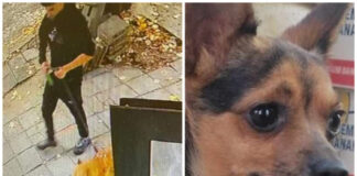 Питбул уби малко куче в Бургас