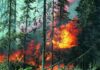 Пожар в борова гора край Белово