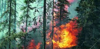 Пожар в борова гора край Белово