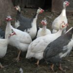 Фазани, птици