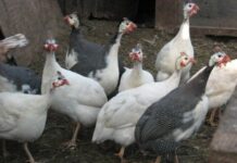 Фазани, птици