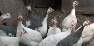 Фазани, птици