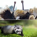 Щрауси и пор