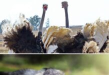 Щрауси и пор