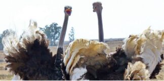 Щрауси и пор