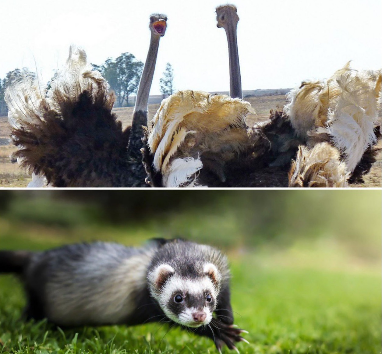 Историята на спорта е толкова стара колкото човечеството От древни