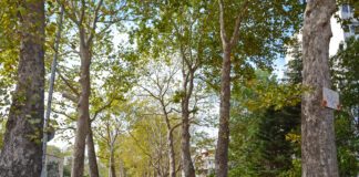 Улица "Александър Стамболийски"