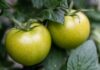 Зелени домати