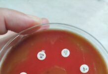 Бактерия човекоядец