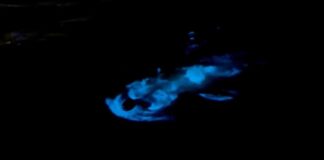 Човек, плуващ сред водораслите