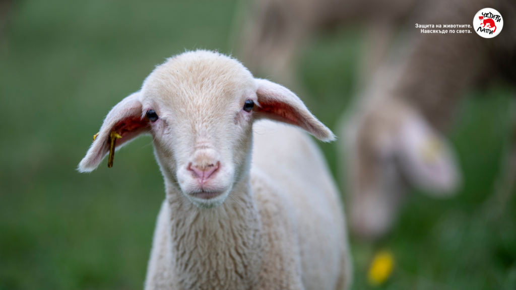 Австралия доставя по голямата част от вълната в света но това