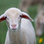 Кампанията