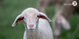 Кампанията