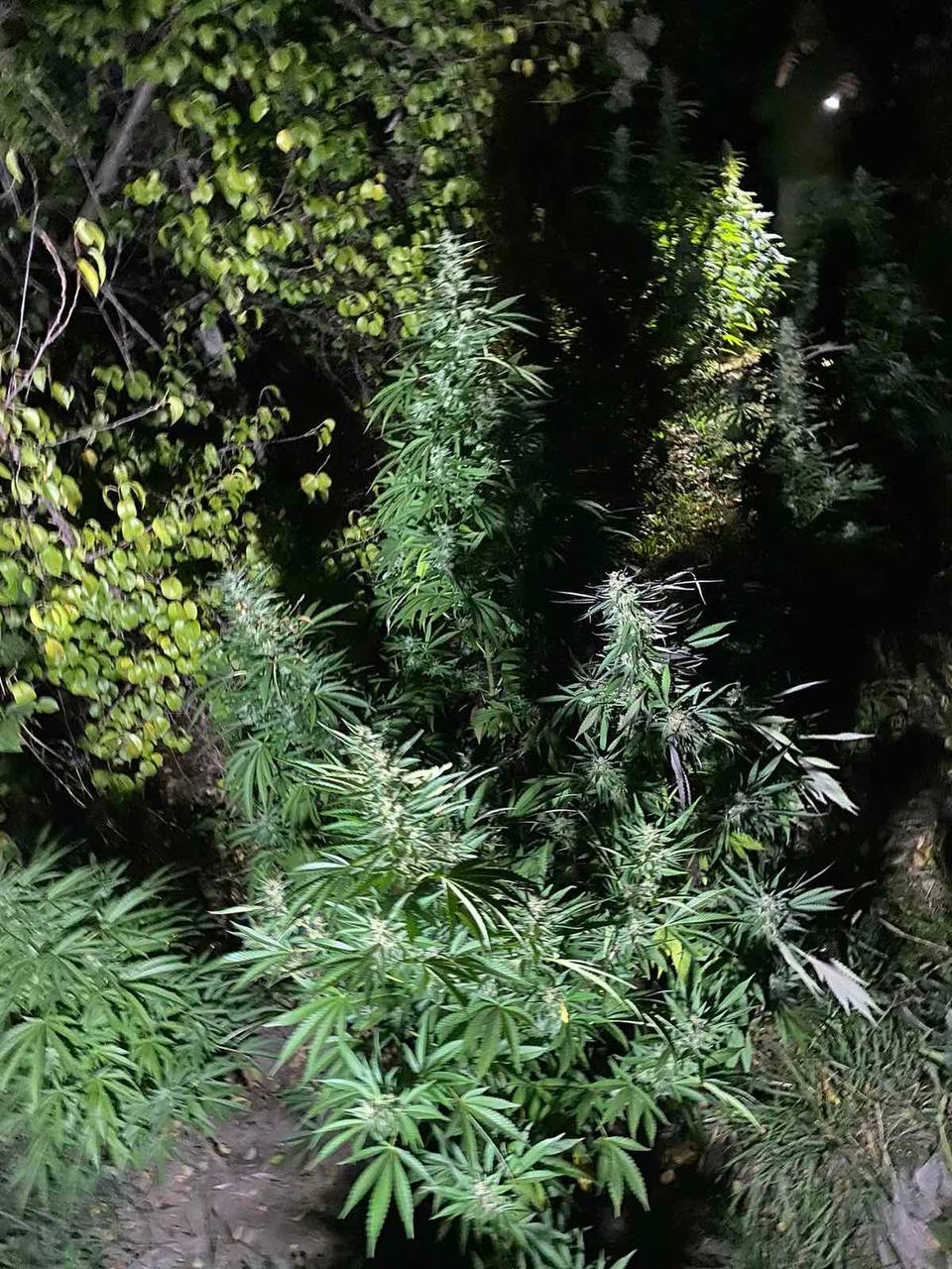 По време на специализирана операция на територията на РУ Твърдица проведена