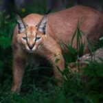 Каракал в Зоопарк Бургас