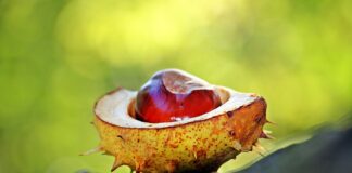 Слънчево време